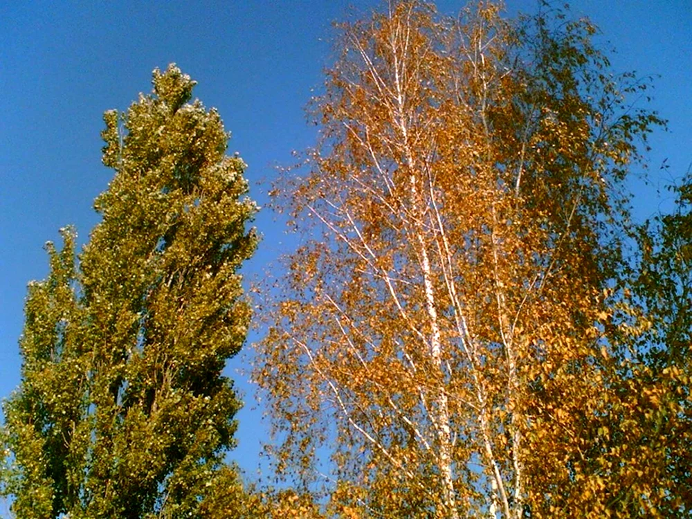 Тополь дерево