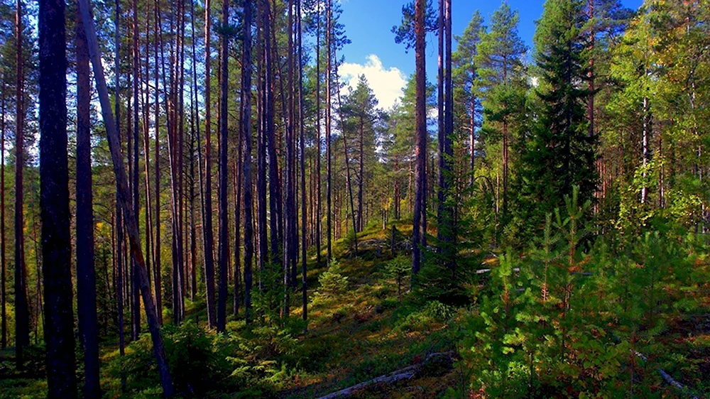 Уральская Тайга