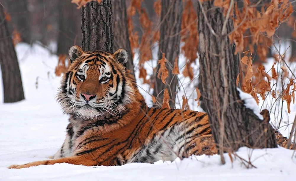 Уссурийская Тайга Амурский тигр
