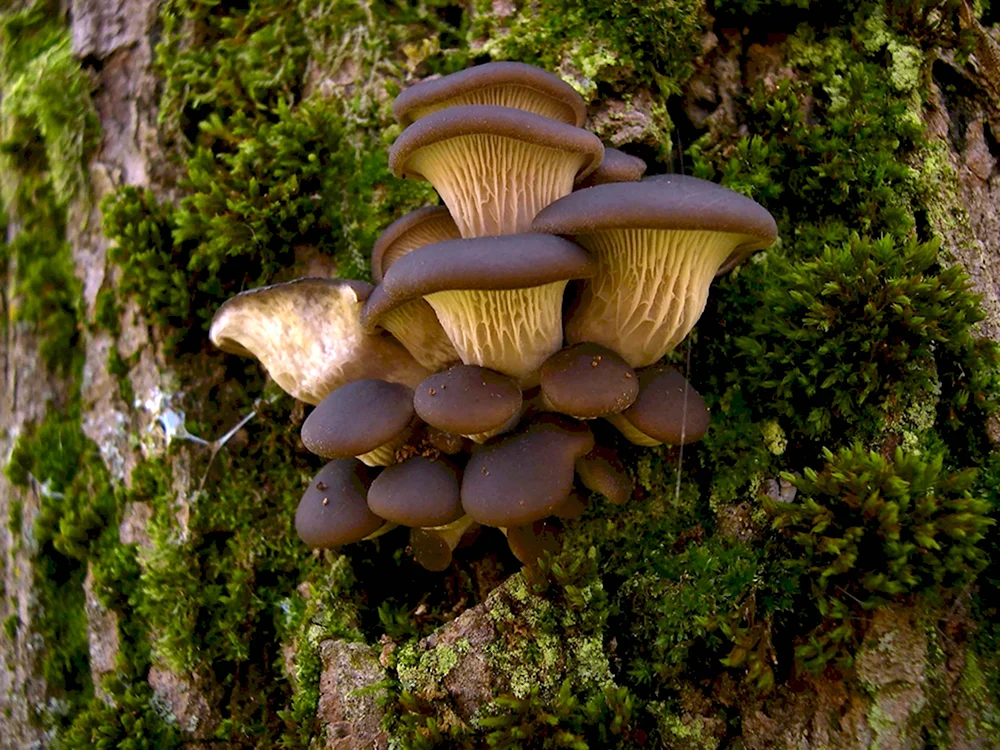 Вешенка обыкновенная Pleurotus ostreatus