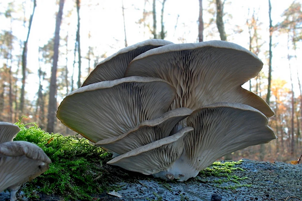 Вешенка обыкновенная Pleurotus ostreatus