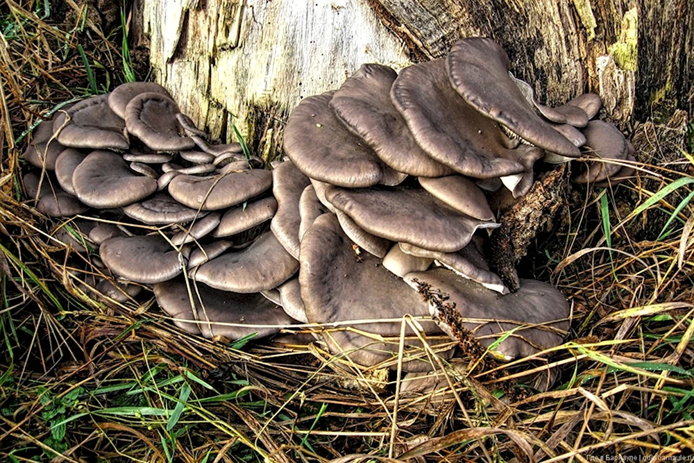 Вешенка обыкновенная Pleurotus ostreatus