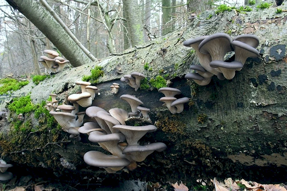 Вешенка обыкновенная Pleurotus ostreatus