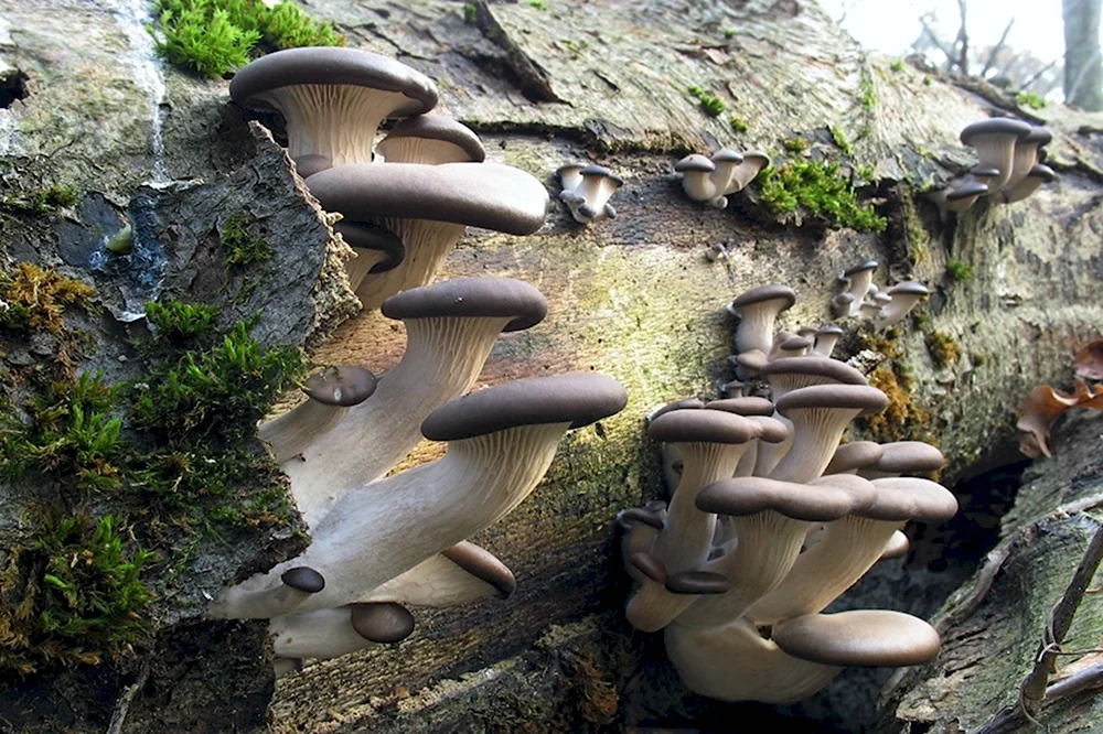 Вешенка обыкновенная Pleurotus ostreatus