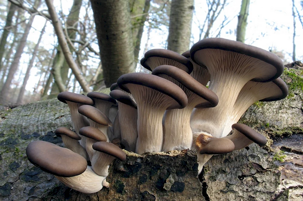 Вешенка обыкновенная Pleurotus ostreatus