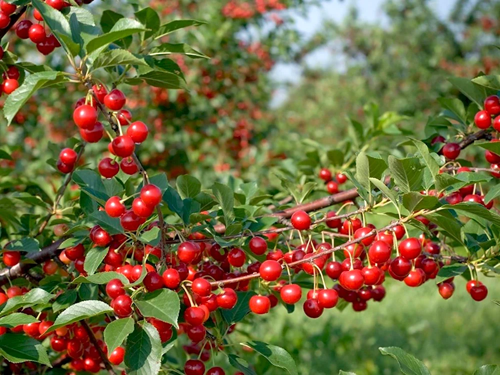 Вишня кустарниковая Степная