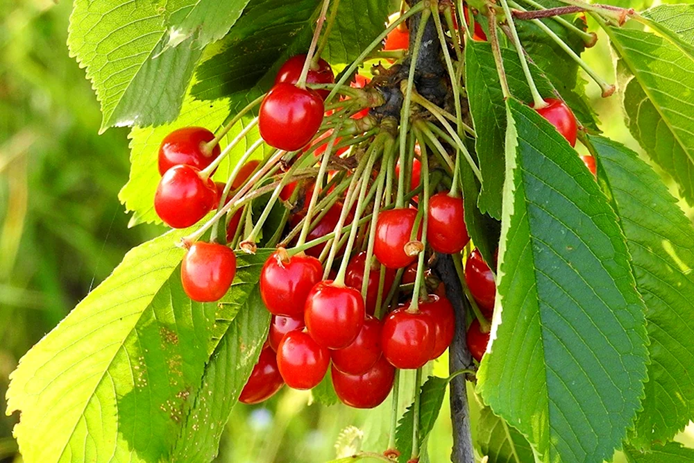 Вишня Шакировская