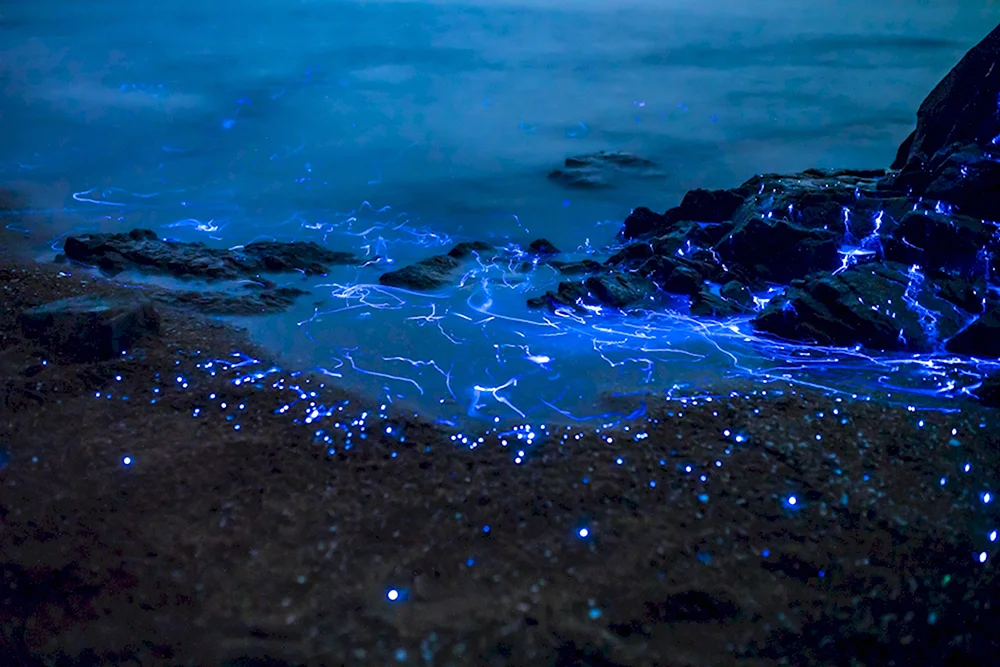 Водоросль ночесветка черное море