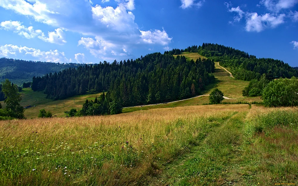 Восточно европейская равнина лес