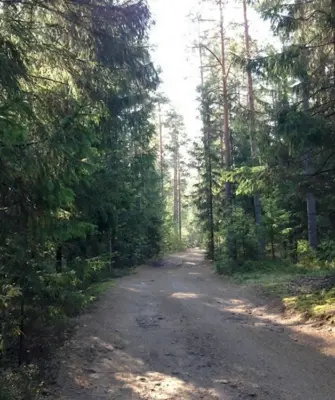 Выборг лес