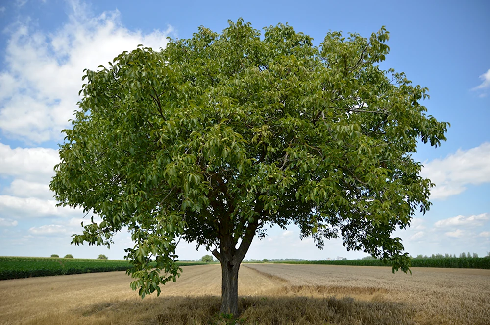 Walnut Tree in a Thomery field