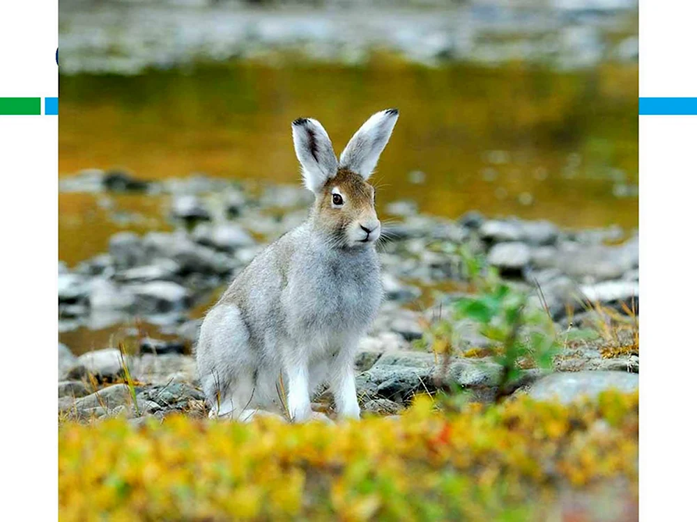 Заяц Беляк в тайге