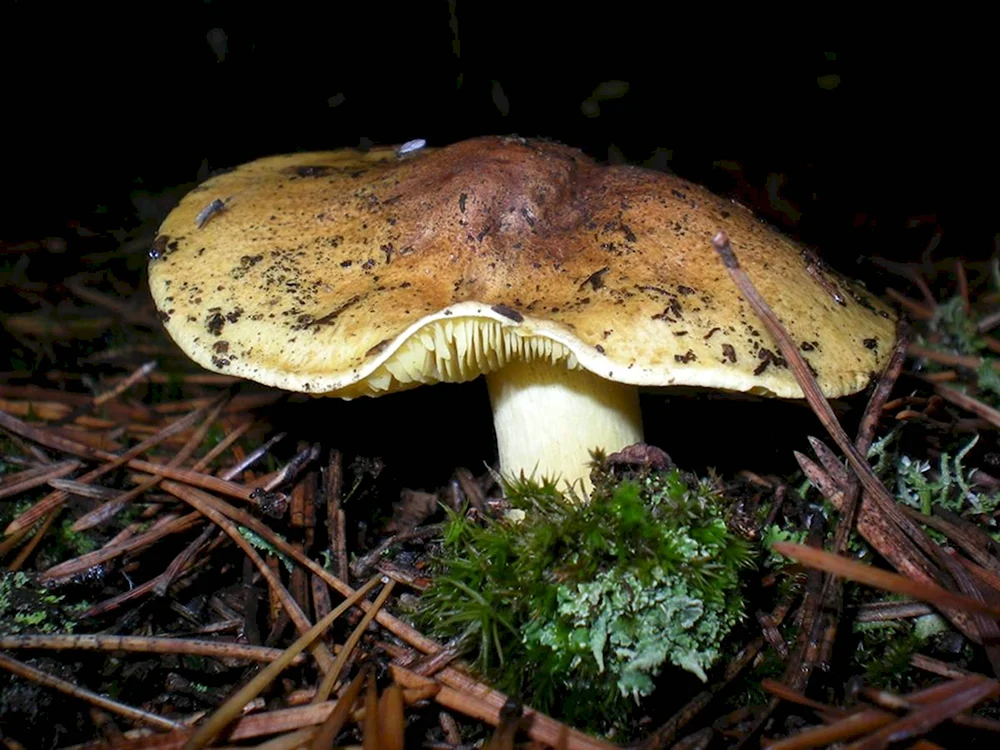 Зеленушка Tricholoma equestre