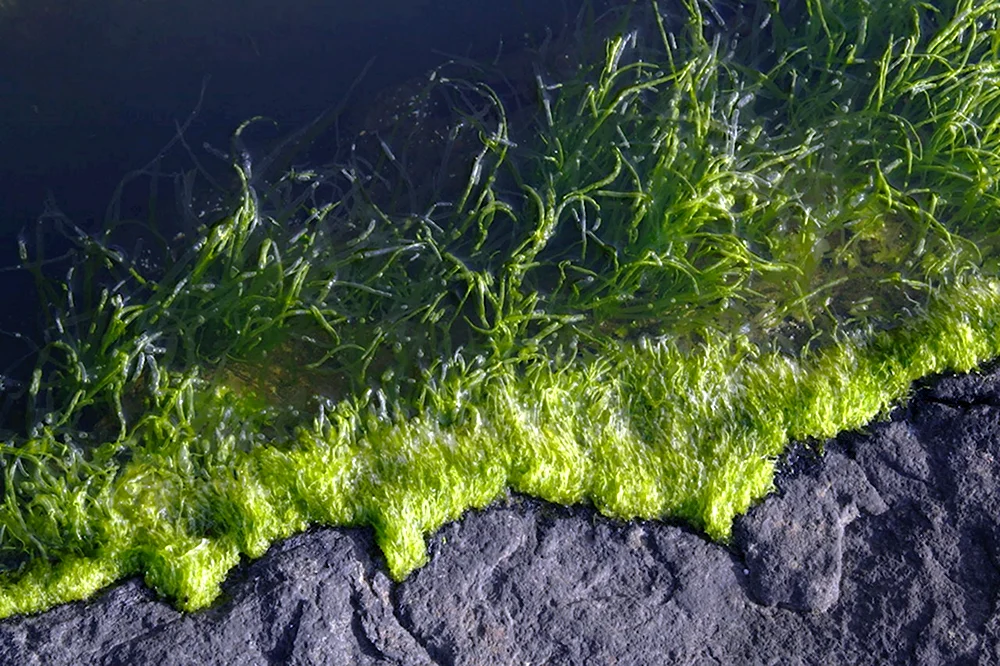 Зелёные водоросли спирогира