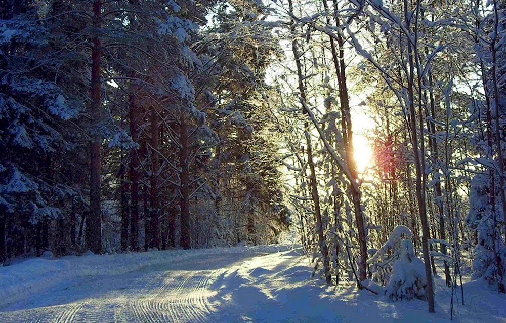 Зима в лесу