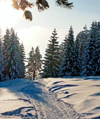 Зимний лес
