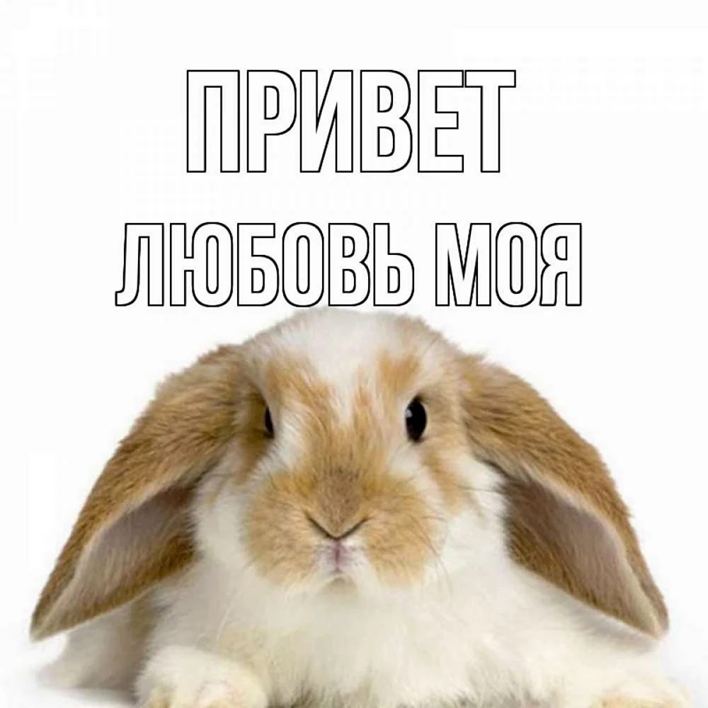 Доброе утро кролик