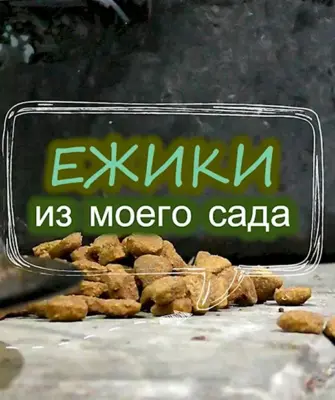Ежик