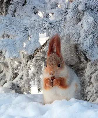 Февраль природа