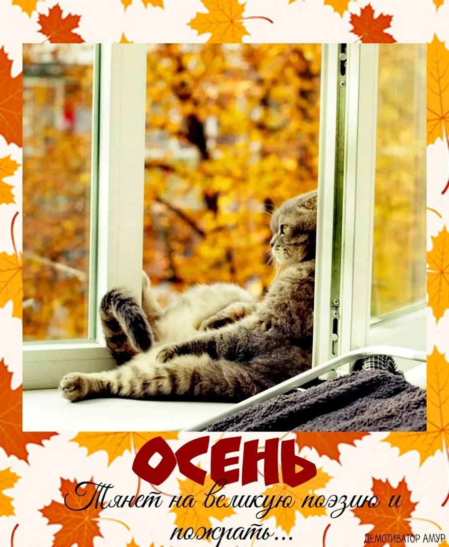 Кот на окне