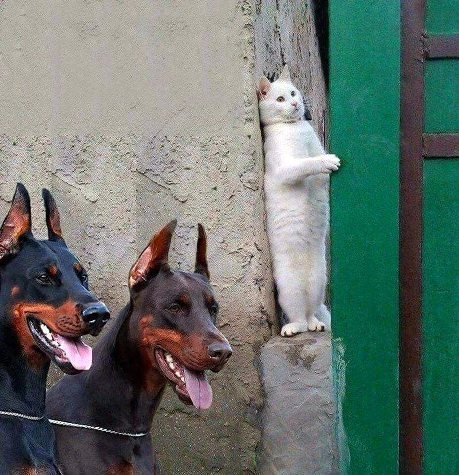 Кот прячется от доберманов