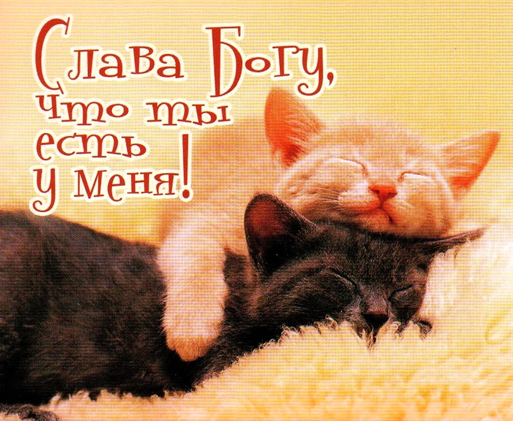 Котенок. Спокойной ночи