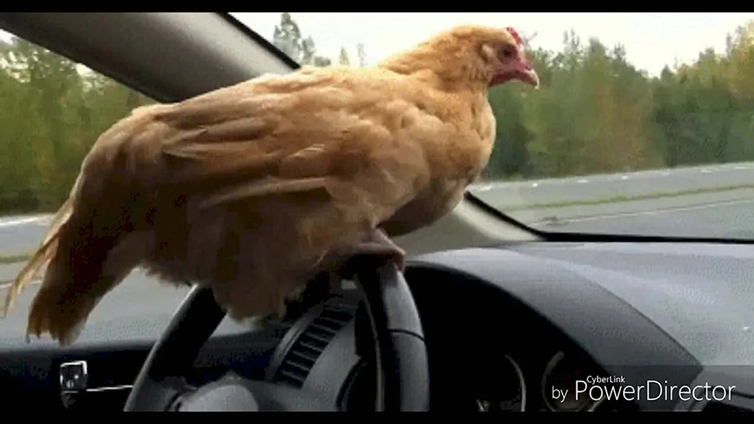 Машина курица