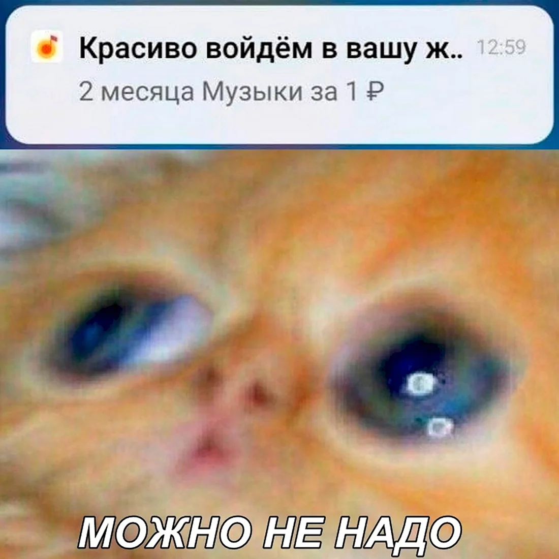 Может не надо Мем кот