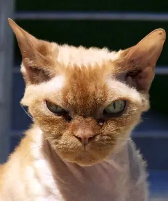 Нервный кот