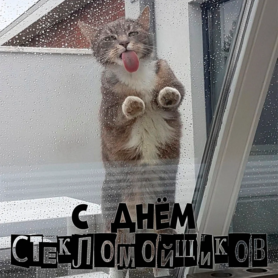 Позитивные животные для поднятия настроения