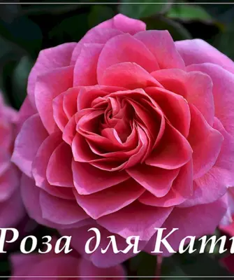 Розы для Кати