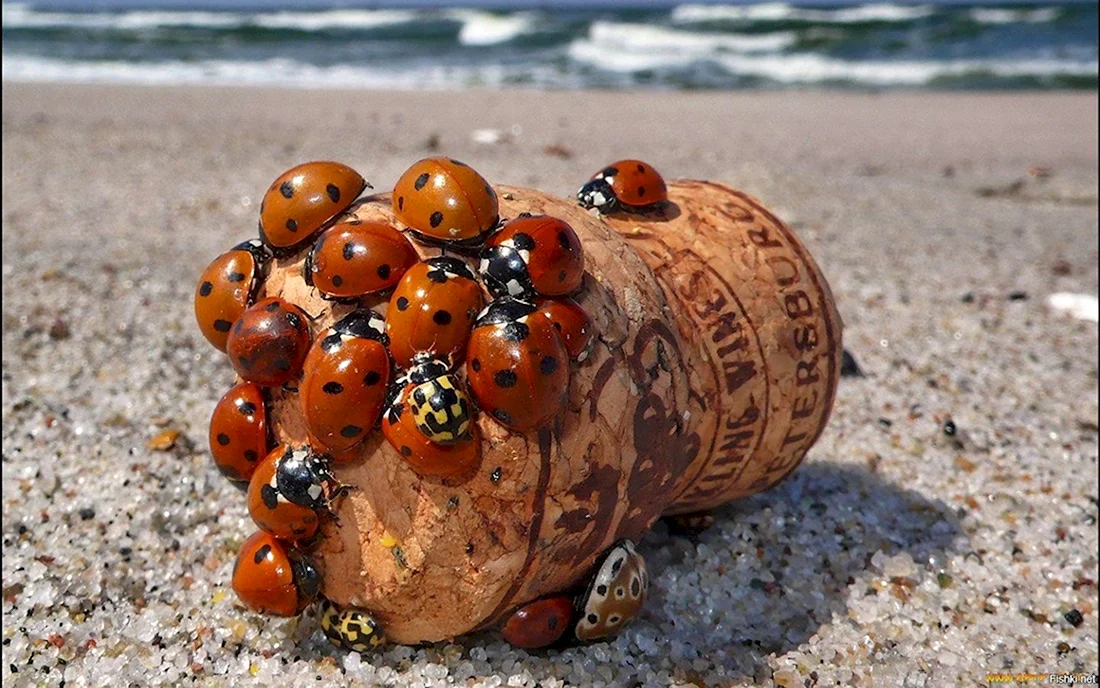Шутки про Божью коровку