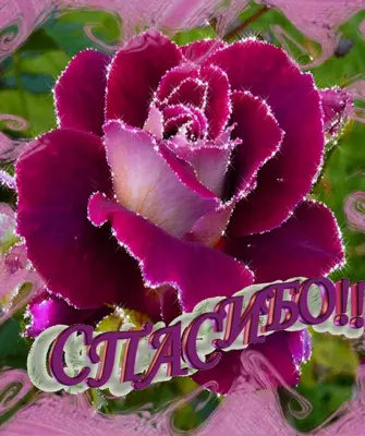 Цветы для Людочки