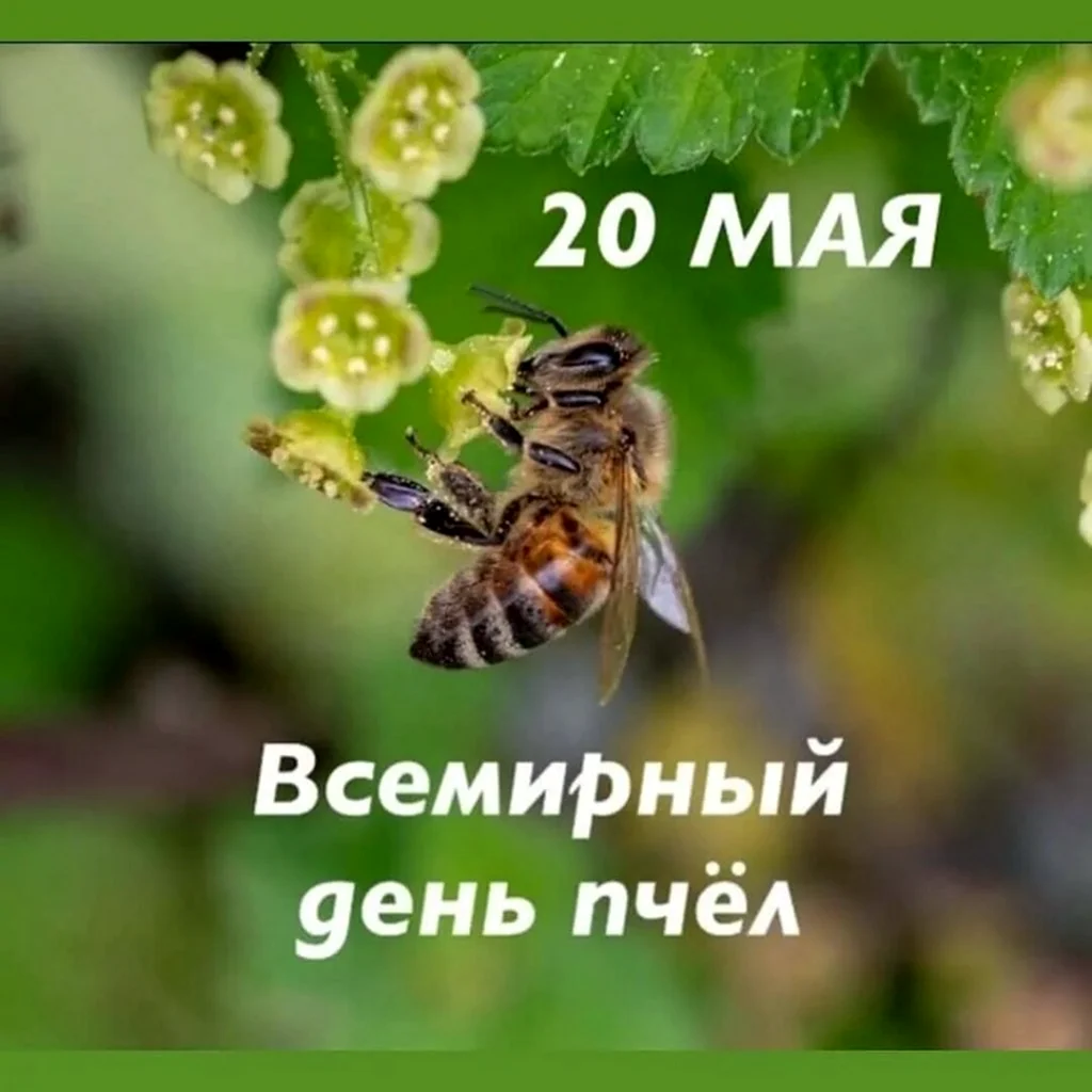 Всемирный день пчёл 20 мая
