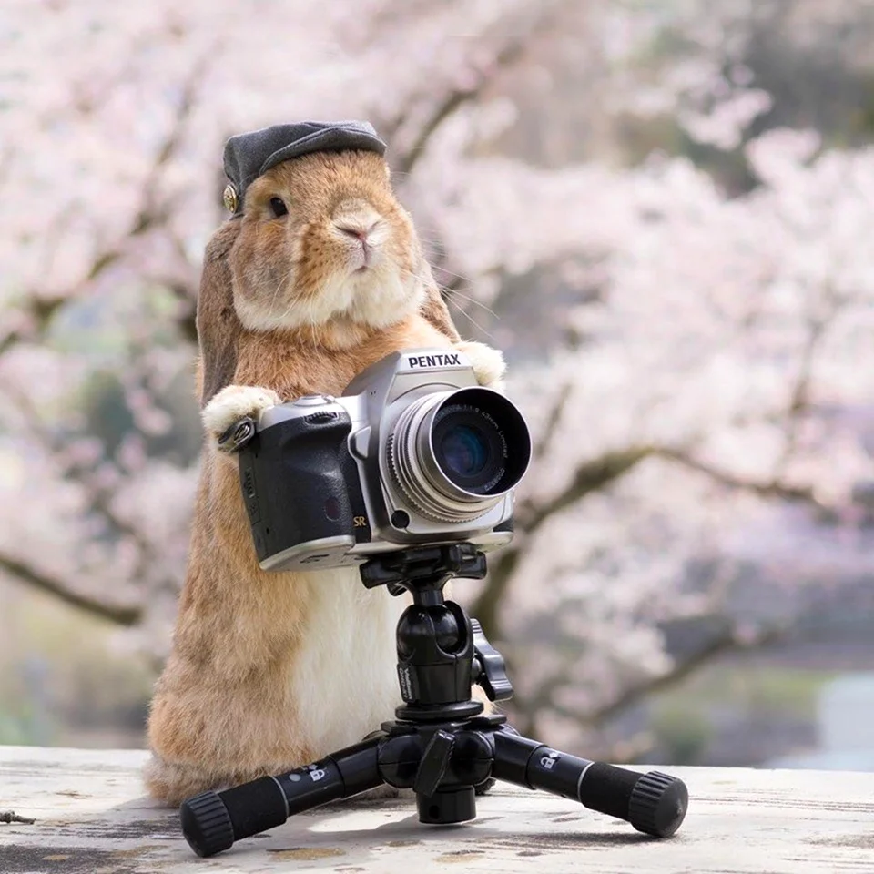 Животное с фотоаппаратом