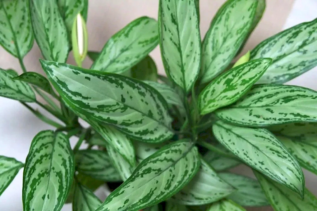 Аглаонема crispum