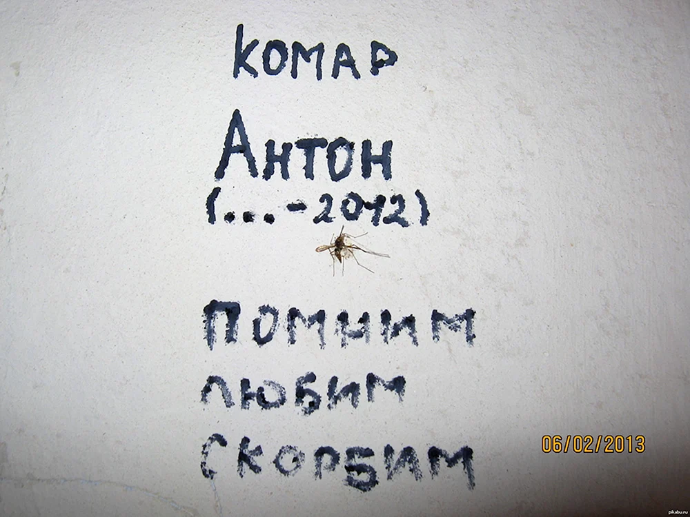 Антон прикол