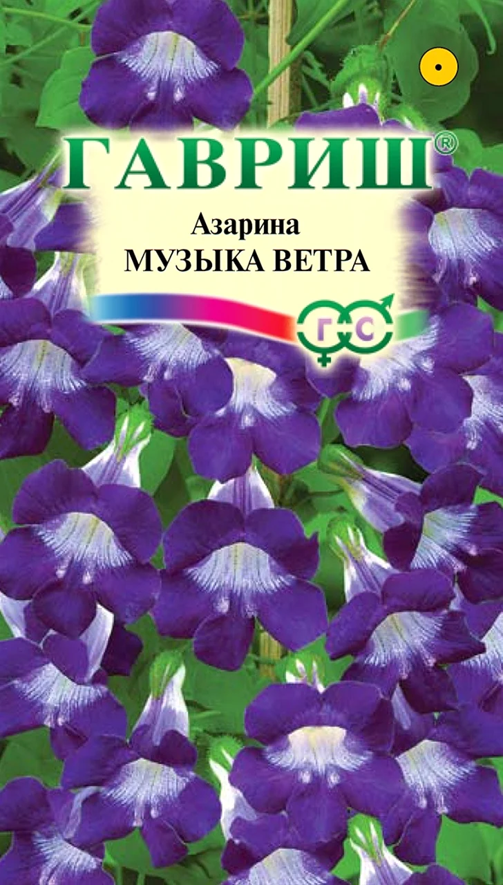 Азарина лазающая
