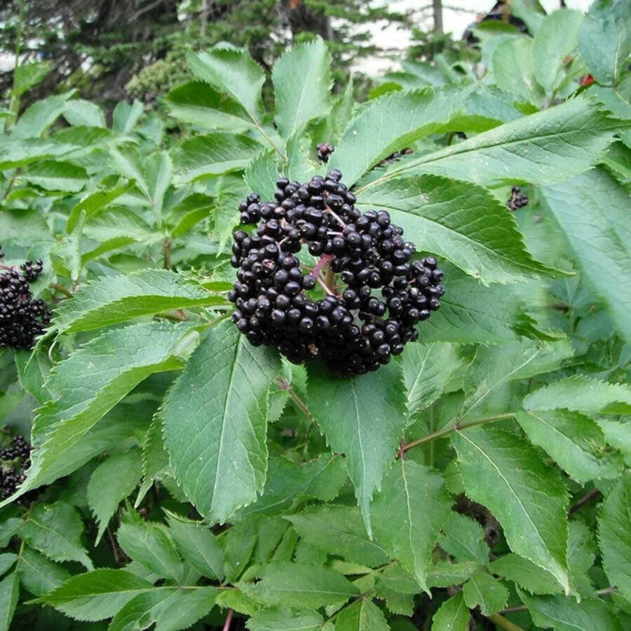 Бузина чёрная