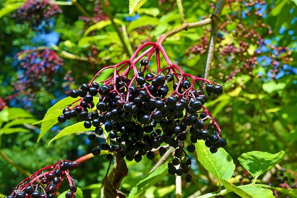 Бузина черная Sambucus