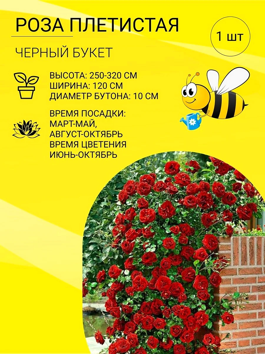 Черная роза саженцы
