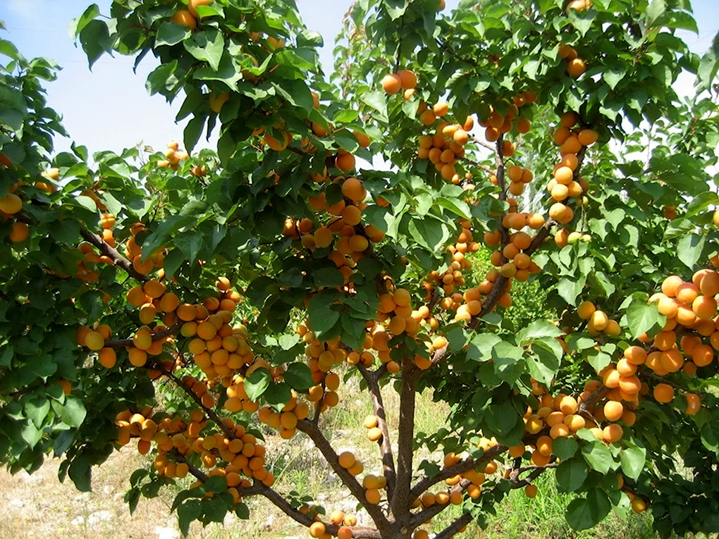 Дерево урюка и абрикоса