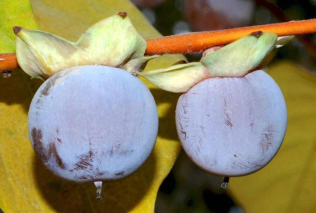 Diospyros Lotus