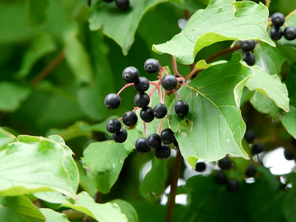 Dogwood - Cornus sanguinea черные ягоды
