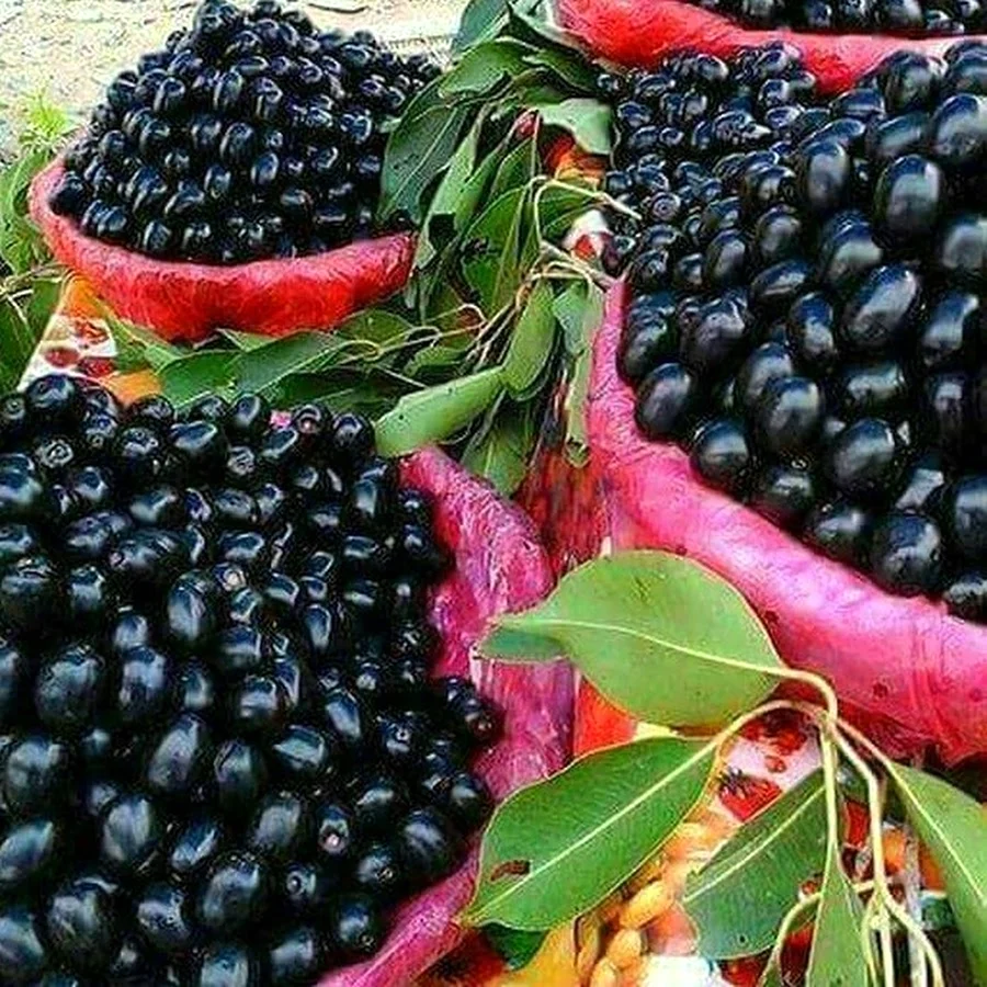 Джамболан фрукт