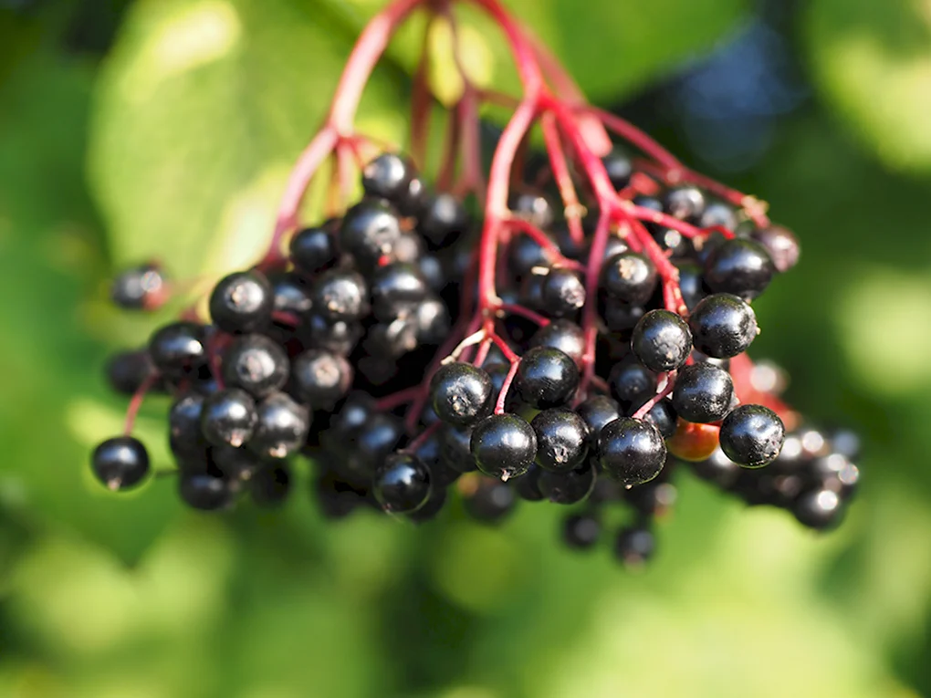 Elderberry Бузина