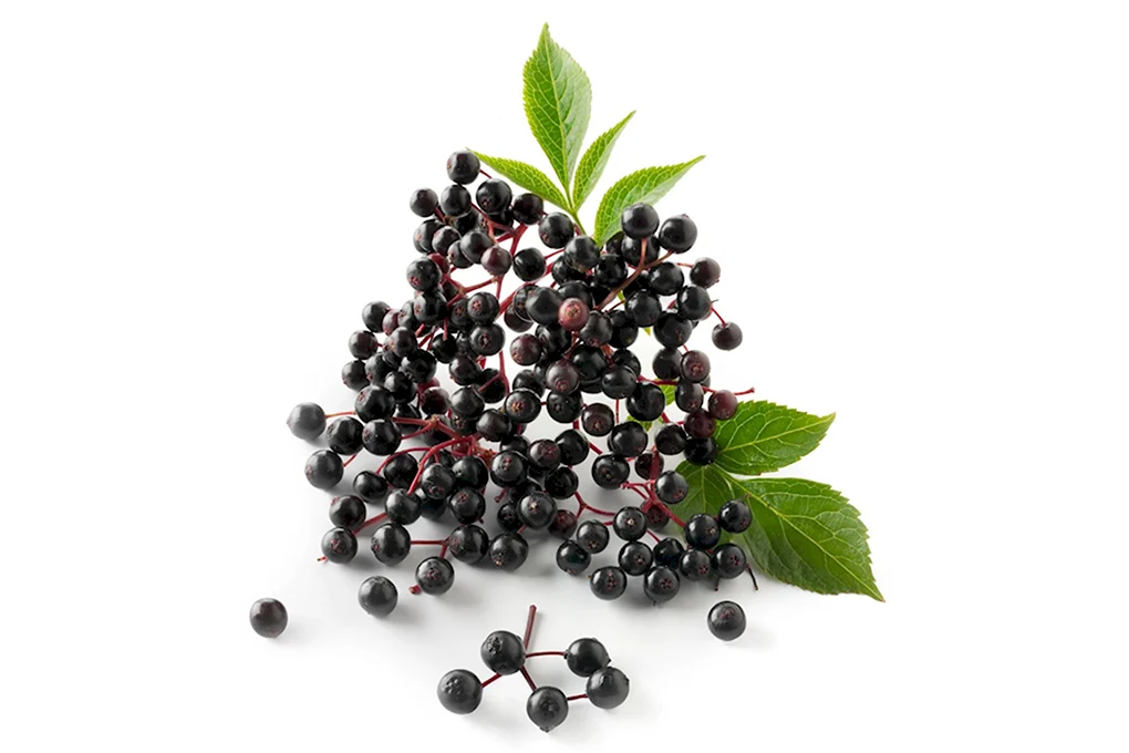 Elderberry Бузина
