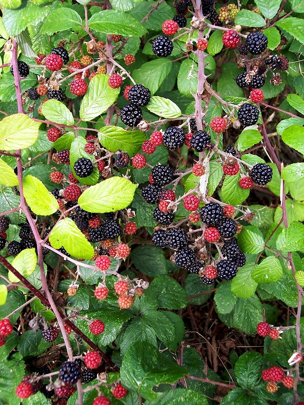 Ежевика - Bramble