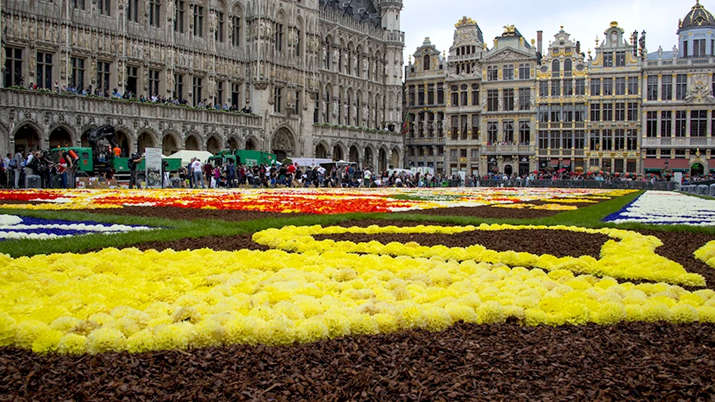 Фестиваль цветочный ковер Flower Carpet Брюссель Бельгия.