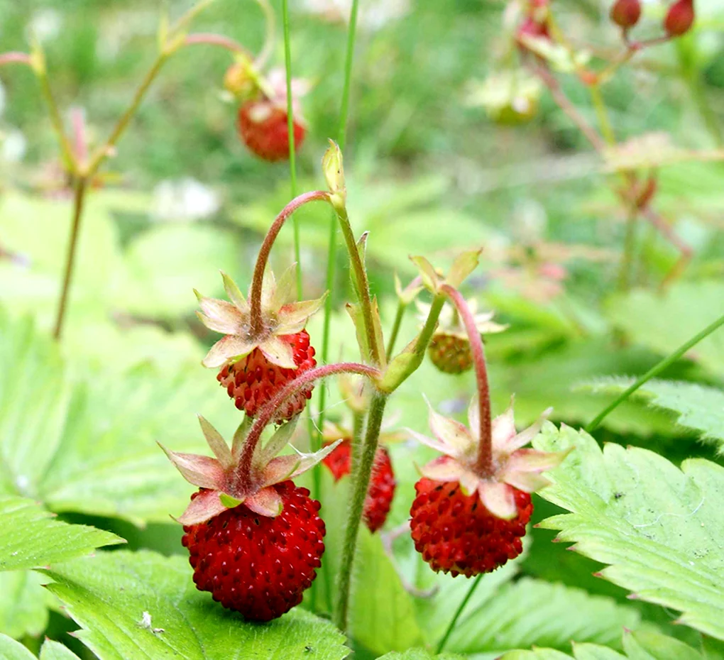Fragaria orientalis земляника Восточная